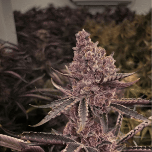 Super Buff Cherry #26